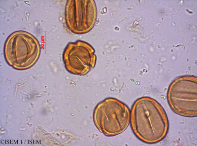 ISEM 1/Banisteriopsis_nitrosiodora_42829/Banisteriopsis_nitrosiodora_42829_0001(copy)_thumb.jpg